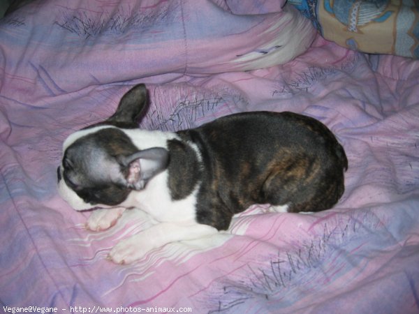 Photo de Boston terrier