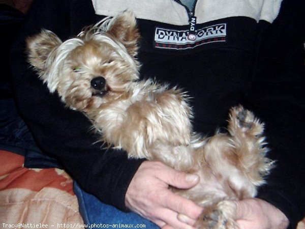 Photo de Yorkshire terrier