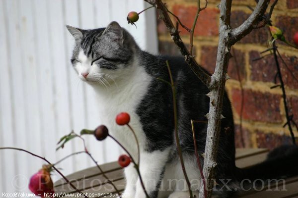 Photo de Chat domestique