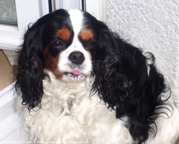 Photo de Cavalier king charles spaniel