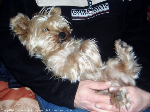 Photo de Yorkshire terrier