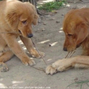 Photo de Golden retriever