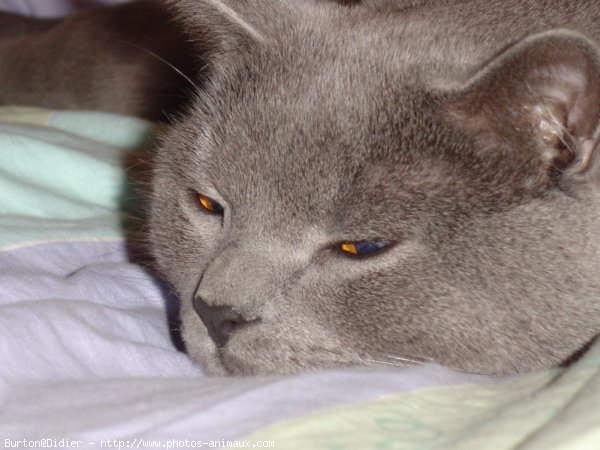 Photo de Chartreux