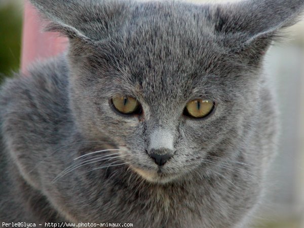 Photo de Chat domestique