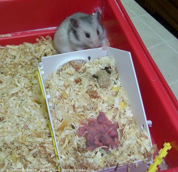 Photo de Hamster