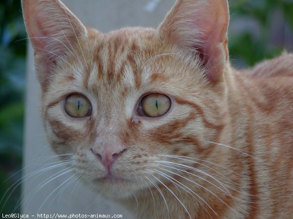 Photo de Chat domestique