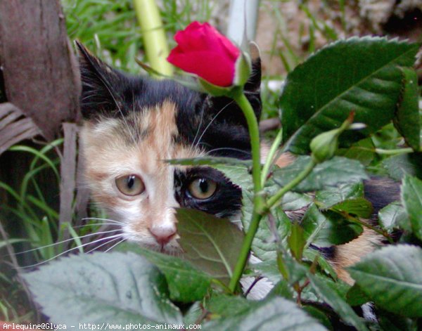 Photo de Chat domestique