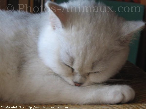 Photo de British shorthair