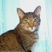 Photo d'Ocicat