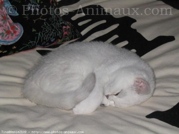 Photo de British shorthair