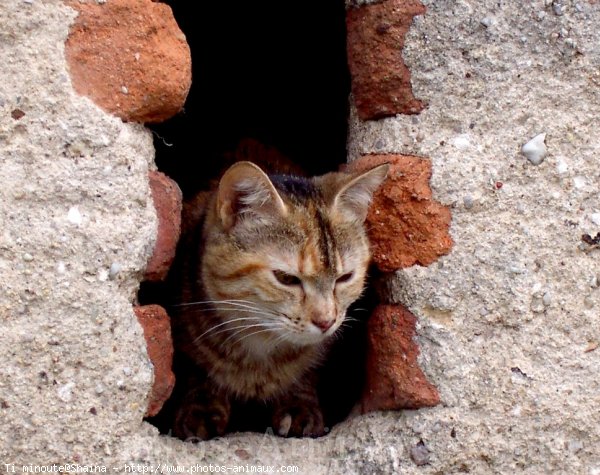 Photo de Chat domestique