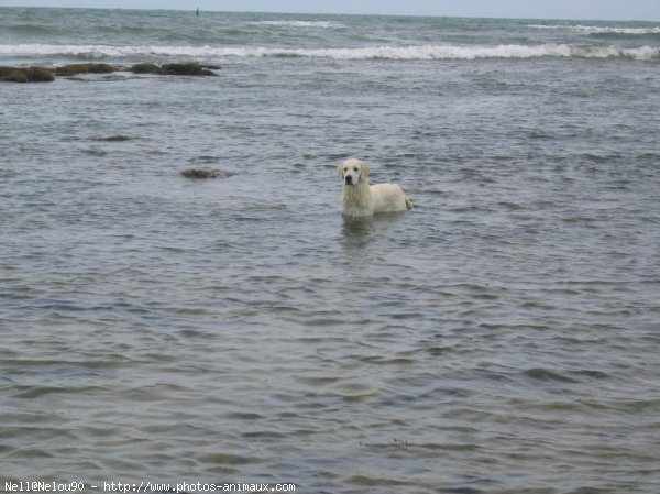 Photo de Golden retriever