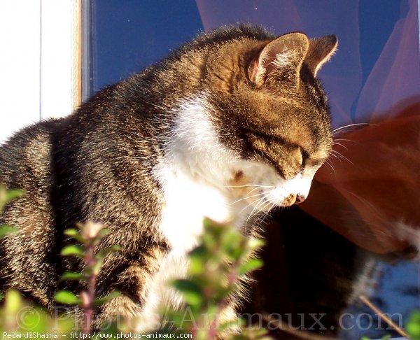 Photo de Chat domestique