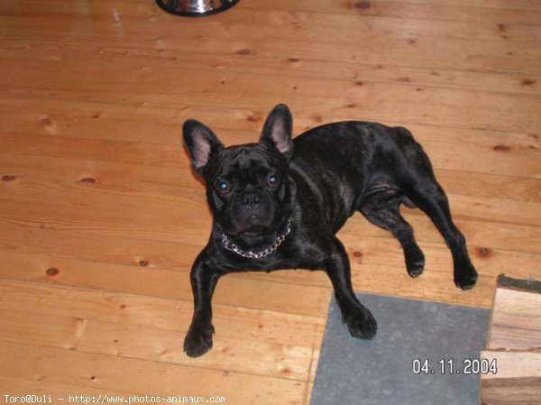 Photo de Bouledogue franais