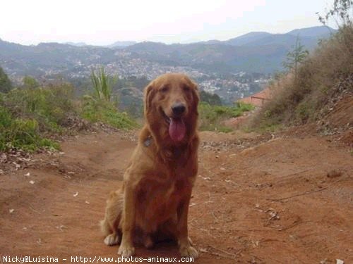 Photo de Golden retriever