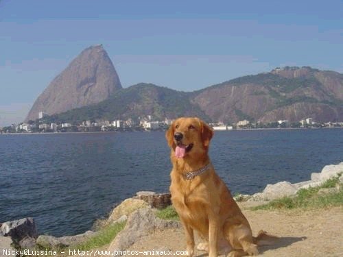 Photo de Golden retriever