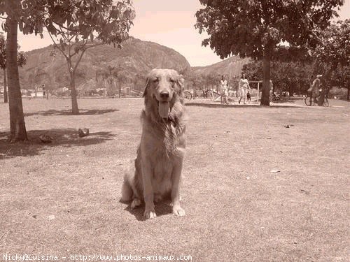 Photo de Golden retriever