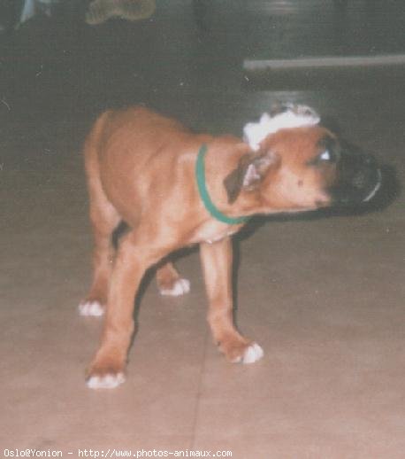 Photo de Boxer