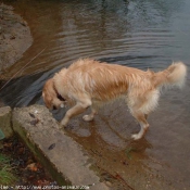 Photo de Golden retriever