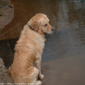 Photo de Golden retriever