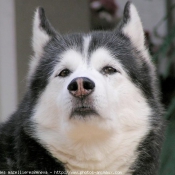 Photo de Husky siberien