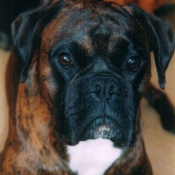 Photo de Boxer