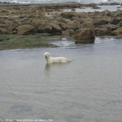 Photo de Golden retriever