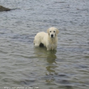 Photo de Golden retriever