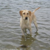 Photo de Labrador retriever