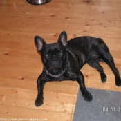 Photo de Bouledogue franais