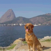 Photo de Golden retriever