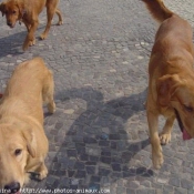 Photo de Golden retriever