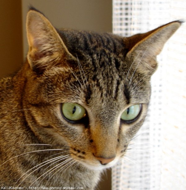 Photo d'Ocicat