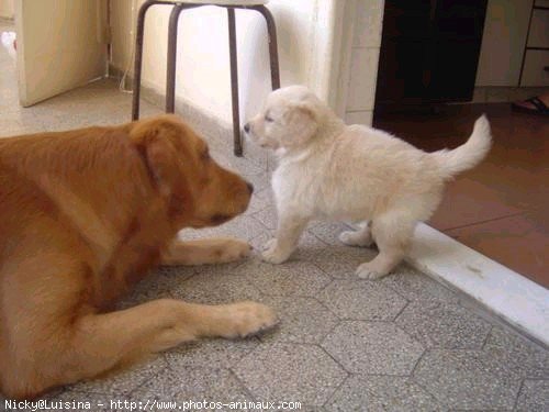 Photo de Golden retriever