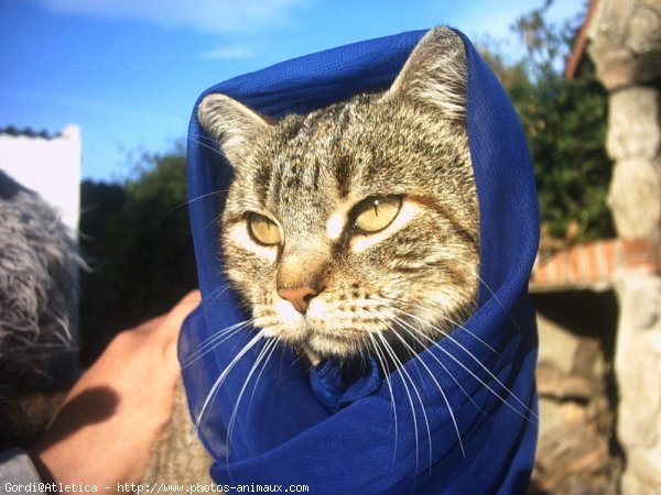 Photo de Chat domestique