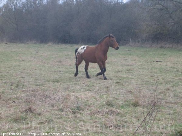 Photo d'Appaloosa