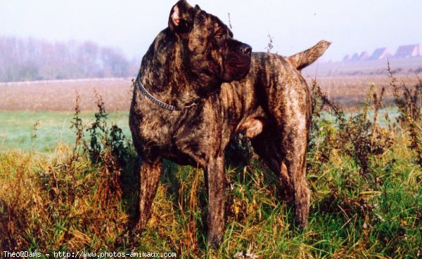 Photo de Chien de cour italien