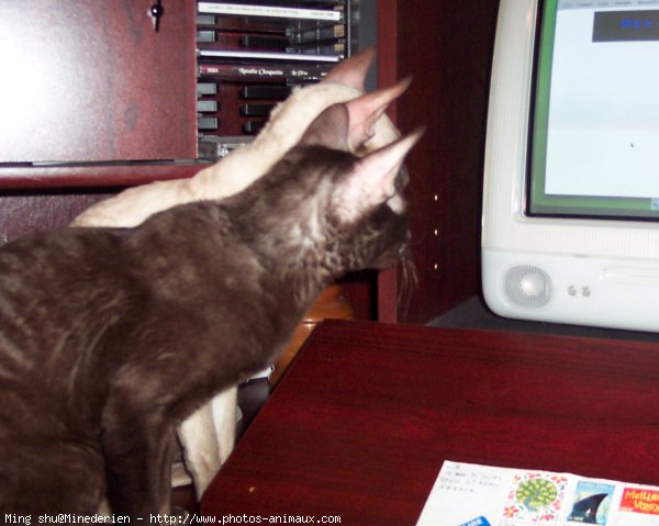 Photo de Cornish rex