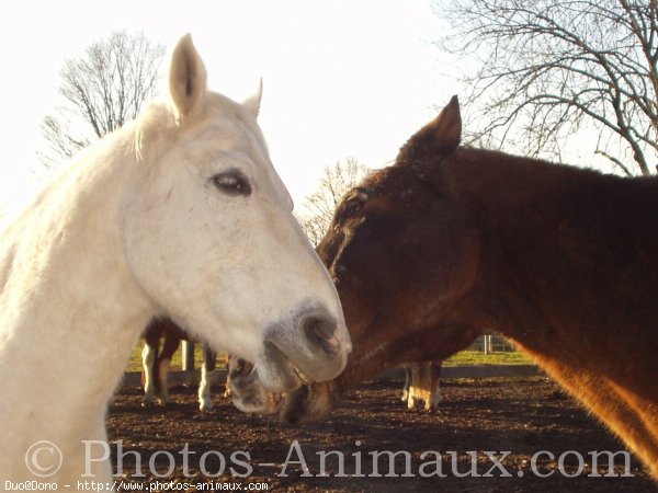 Photo de Races diffrentes