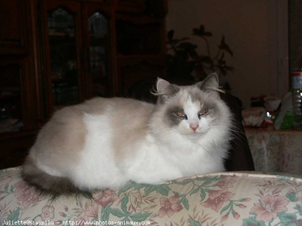 Photo de Ragdoll