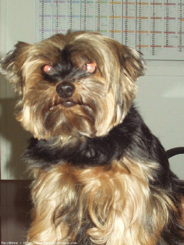 Photo de Yorkshire terrier