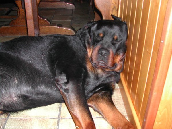 Photo de Rottweiler