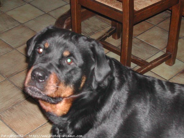 Photo de Rottweiler