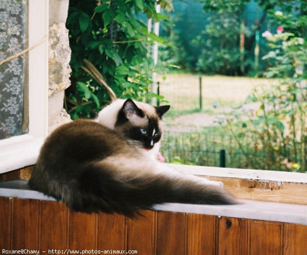 Photo de Ragdoll