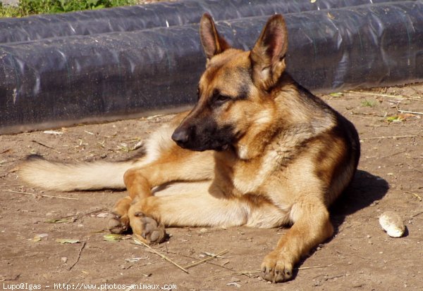 Photo de Berger allemand  poil court