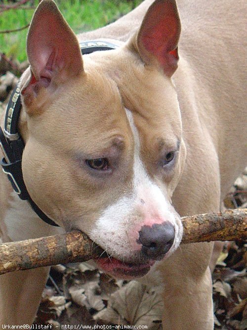 Photo d'American staffordshire terrier