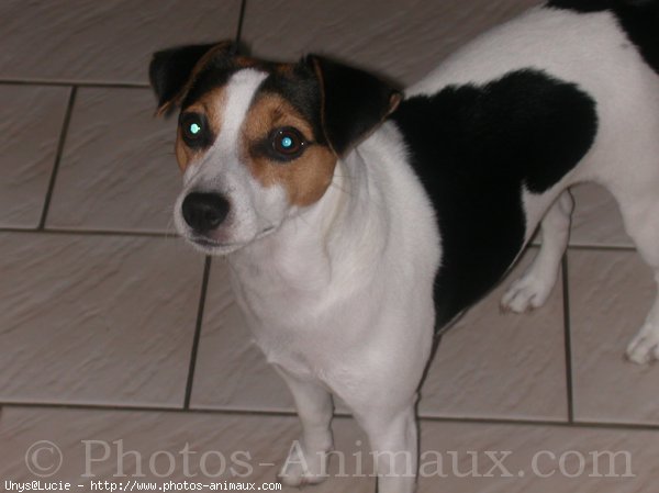 Photo de Jack russell terrier