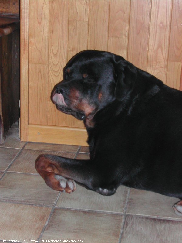 Photo de Rottweiler