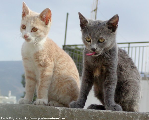 Photo de Chat domestique