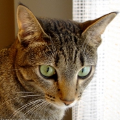 Photo d'Ocicat